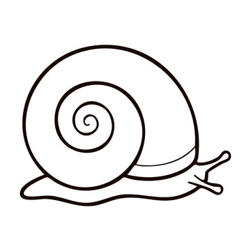 Sea Snail Line Art - Marine Gastropod Shell Icon for Seafood Restaurant Menus, Nature Education, and Logo Designs