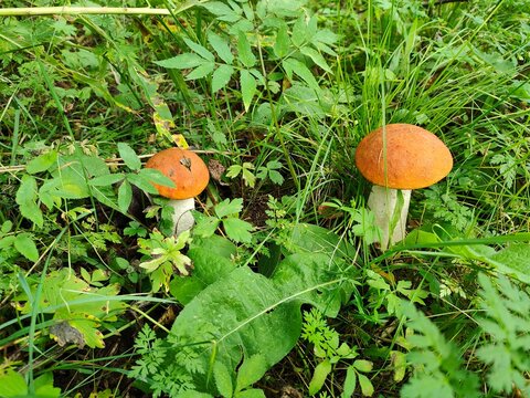Orange-capped aspen boletes, Leccinum aurantiacum, growing among grass and woodland plants, wild edible mushrooms, natural habitat, and seasonal foraging.