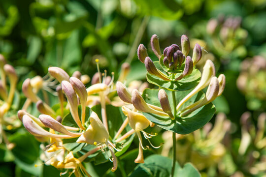 Blooming Honeysuckle Lonicera Flowers on Green Bush in Sunny Garden Floral Background.