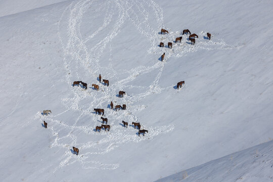 Herd of Horses on Snowy Hillside in Kyrgyzstan
