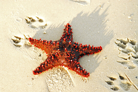 Madagascar, Ramena, red starfish lying on the sand