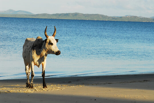 Madagascar, Ramena, white zebu on the beach