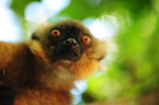 Madagascar, Nose Be, Nosy Komba, portrait of brown crowned lemur in the vegetation (Eulemur coronatus)