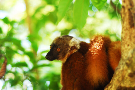 Madagascar, Nose Be, Nosy Komba, portrait of brown crowned lemur with baby in the vegetation
