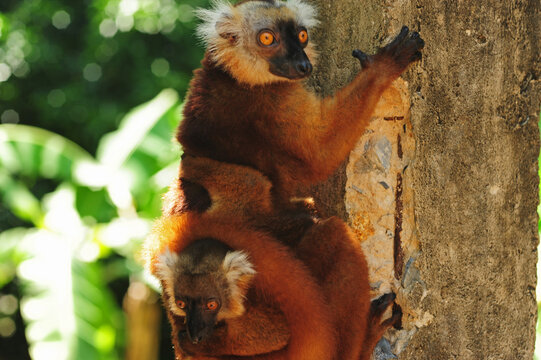 Madagascar, Nose Be, Nosy Komba, portrait of brown crowned lemur with baby in the vegetation (Eulemur coronatus)