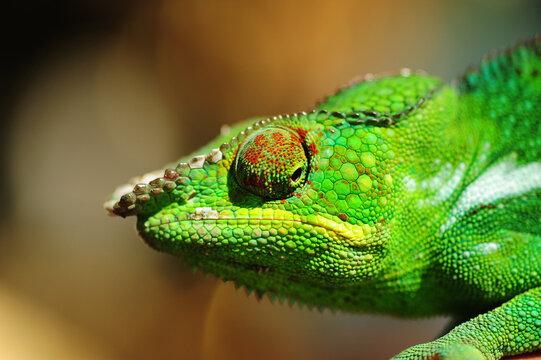 Madagascar, Nose Be, Nosy Komba, portrait of green chameleon (Panther Chameleon - Furcifer pardalis)