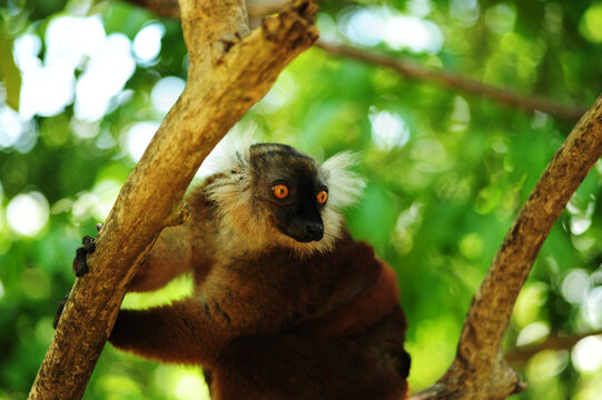 Madagascar, Nose Be, Nosy Komba, portrait of brown crowned lemur with baby in the vegetation (Eulemur coronatus)