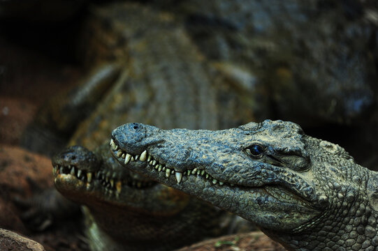 Madagascar, Andasibe, Vakona Forest Lodge, Crocodile Farm, crocodile looking for food