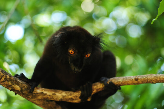 Madagascar, Nose Be, Nosy Komba, portrait of black lemur with orange eyes in the vegetation (Eulemur macaco)