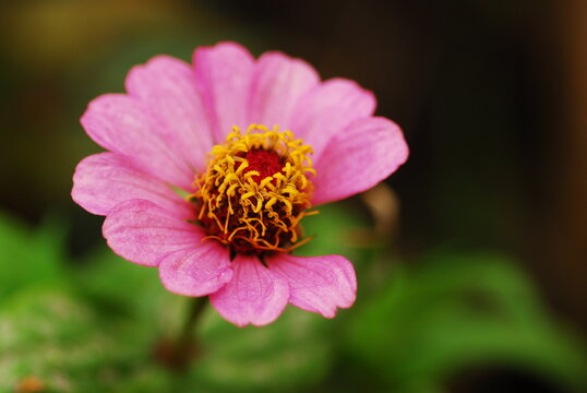Madagascar, Joffreville, close-up on purple flower