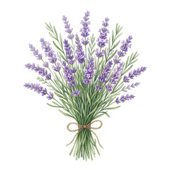 Fototapeta premium Bouquet of fresh blooming lavender flowers with green stems.