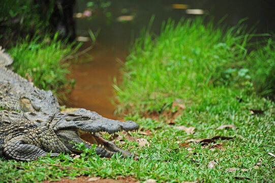Madagascar, Andasibe, Vakona Forest Lodge, Crocodile Farm, crocodile with open mouth