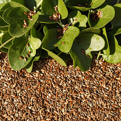 Fototapeta premium Flax seeds scattered on fresh green leaves, healthy eating and natural food ingredients concept, top view