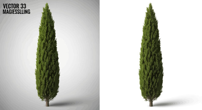 Isolated green cypress tree against white background with shadow for design