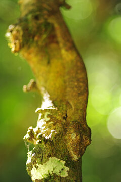 Madagascar, Montagne d'Ambre, flat Leaf-tailed Gecko (Uroplatus fimbriatus) on tree trunk with camouflage