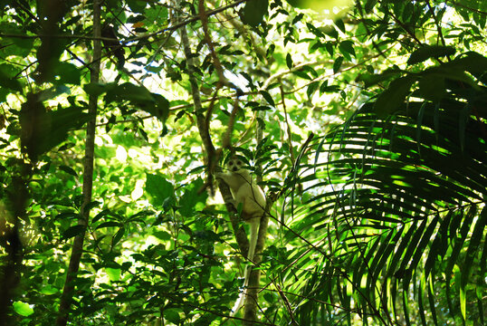 Madagascar, Montagne d'Ambre, a very rare albino lemur