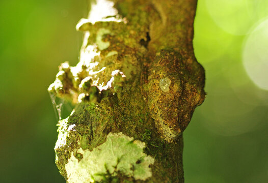 Madagascar, Montagne d'Ambre, flat Leaf-tailed Gecko (Uroplatus fimbriatus) on tree trunk with camouflage