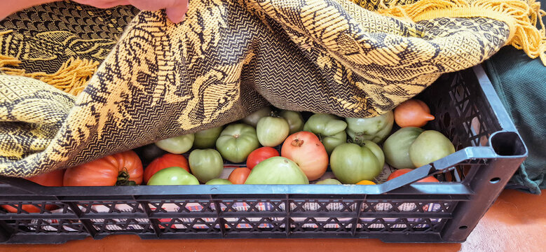 A harvest of tomatoes from the dacha, in a black crate under a cover.