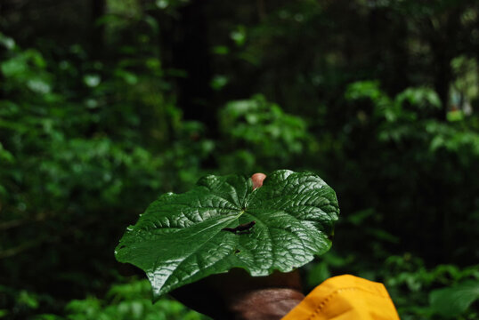 Madagascar, Montagne d'Ambre, Brookesia minima, the smallest chameleon in the world