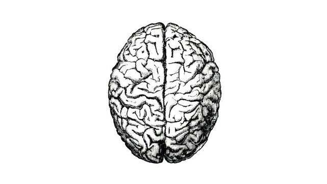 Black and White Human Brain Illustration on White Background