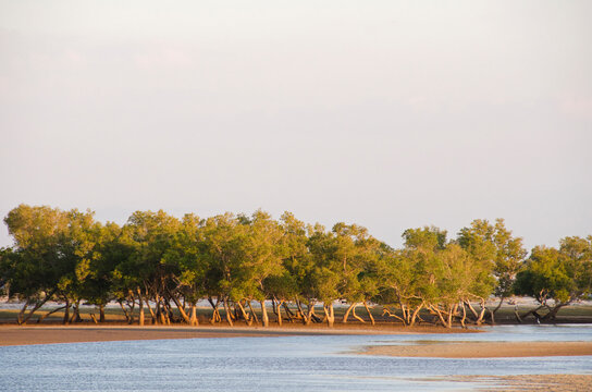 Madagascar, Morondava, Kimoni, mangroves