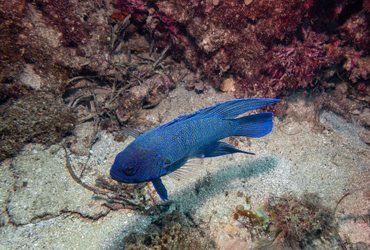 Southern Blue Devil Fish, Four Mile Reef, Busselton, Western Australia, Australia