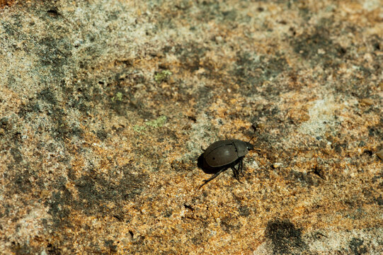 Madagascar, National Park of Isalo, small Shield Bug (Acanthosomatidae) on rock formation