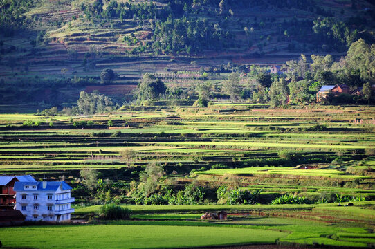 Madagascar, Inland, view on rice fields