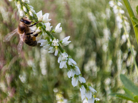 Honey bee pollinates white flower in summer meadow. Macro shot of insect collecting nectar and pollen from blooming plant.