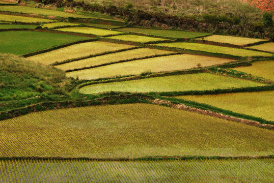 Madagascar, Inland, rice fields