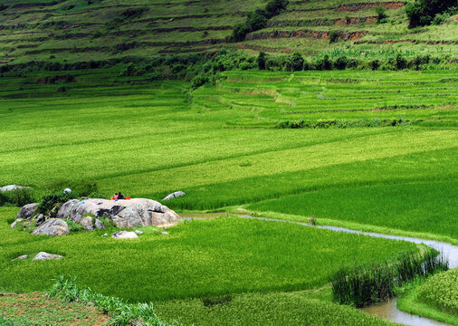 Madagascar, Inland, people working in green rice fields