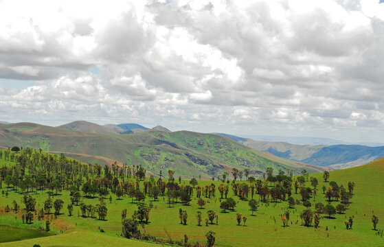 Madagascar, Inland, reforestation on hills