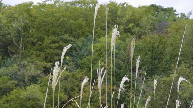 바람에 흔들리는 억새풀