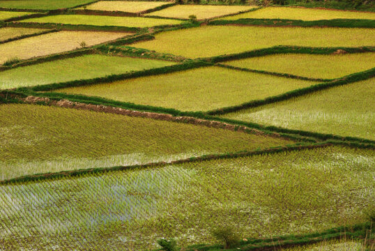 Madagascar, Inland, rice fields
