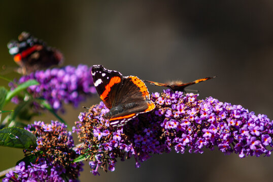 Colourful photo depicting Red Admiral (Vanessa Atalanta) butterfly feasting on a Buddleia (Buddleja) butterfly bush in front of a defocussed, blurry background