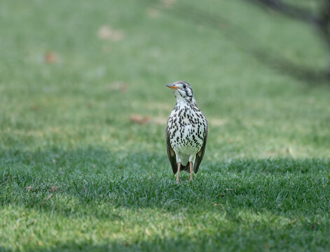 Groundscraper thrush on a lawn in Etosha National Park, Namibia, Africa