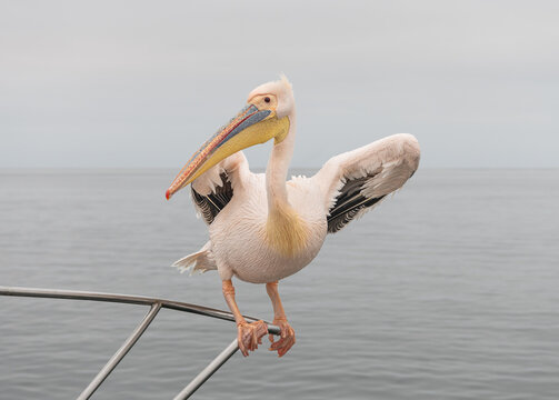 A Great white pelican on a boat rail in Walvis Bay, Namibia, Africa