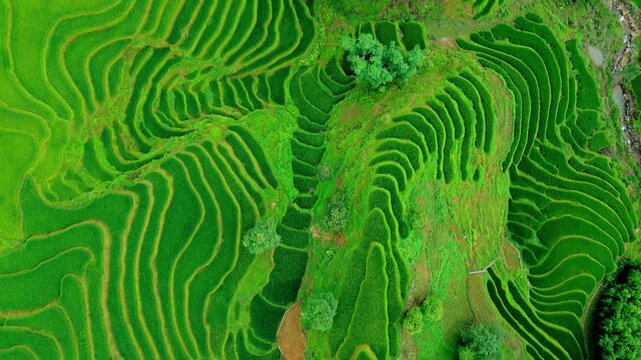Layered rice terraces hugging Vietnam mountainous peaks and troughs. Birdseye aerial view of patchwork paddies of varying velvet greens is this surreal landscape, Sapa, vietnam.