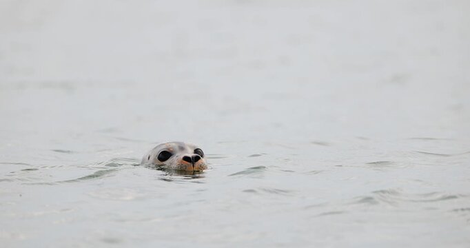 A young harbor seal with a shark bite lies across a rugged rocky shoreline beside the Atlantic in a quiet wildlife scene