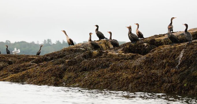 Commorants and seabirds on a rocky ledge in maine in open water