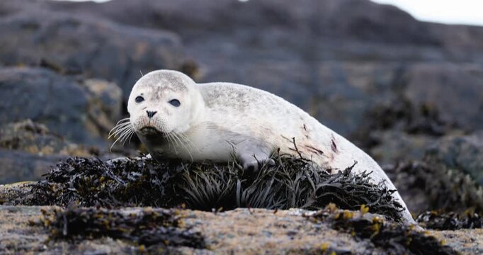 The recovering harbor seal pup lies across a natural coastal haulout surrounded by stone in natural documentary footage