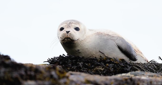An injured harbor seal pup pauses beside a rugged rocky shoreline beside the Atlantic in a quiet wildlife scene