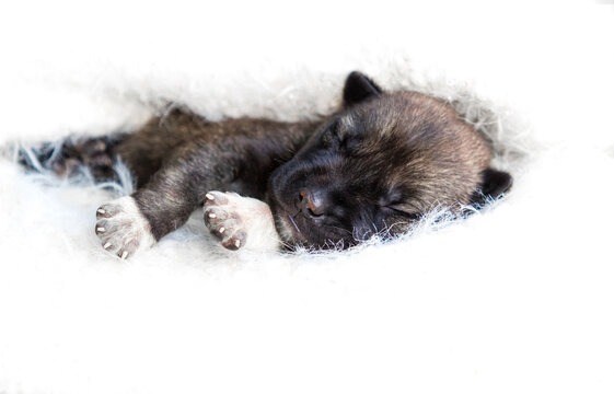 puppy sleeping tucked in a fluffy blanket.