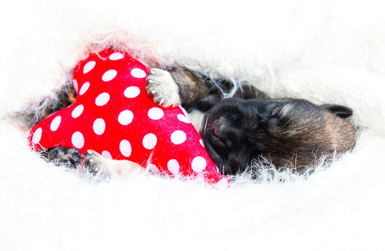 puppy sleeping tucked in a fluffy blanket.