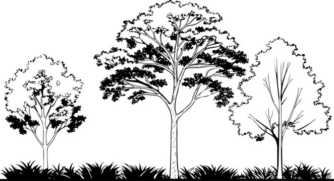 Architectural elevation of three distinct trees and grass foliage