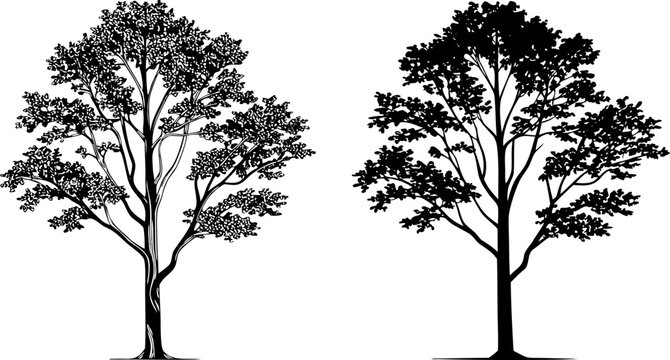 Two deciduous trees, one grayscale and one solid silhouette nature