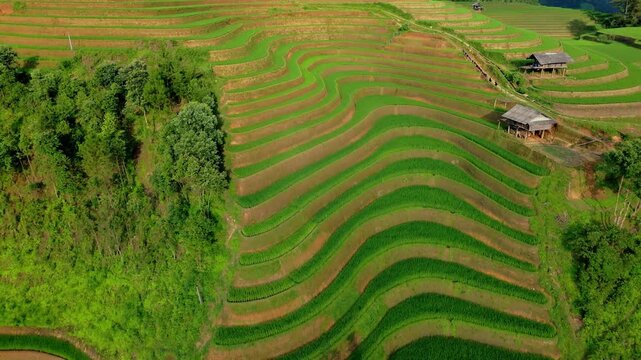 Surreal layered rice with dramatic mesmerising curves hugging the mountainous contours, North Vietnam. Vivid greens and golden browns light by the evening sun. Drone fly into curves.