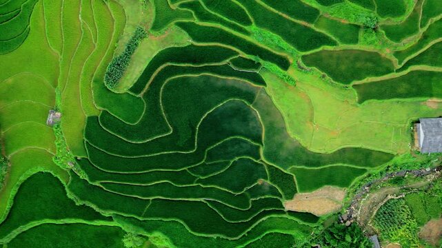 Layered rice terraces in different vivid shades of green hugging Vietnam hillside, flowing with the contours along a stream.