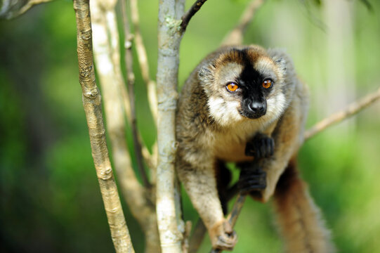 Madagascar, Andasibe, ile aux lemuriens, Common Brown Lemur (Eulemur fulvus fulvus) in the trees