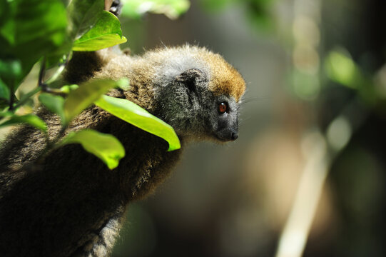 Madagascar, Andasibe, ile aux lemuriens, baby endangered primate Golden Bamboo Lemur (Hapalemur aureus)